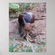 Afrikanische Schnecke Posterdruck