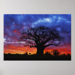 Afrikanischer Baobabbaum, Adansonia digitata, 2 Plakate