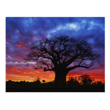 Afrikanischer Baobabbaum, Adansonia digitata, 2 Postkarten