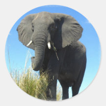 Afrikanischer Elefant-Aufkleber