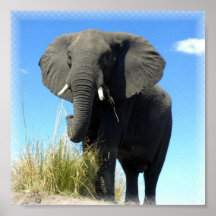Afrikanischer Elefant-Druck Posterdruck