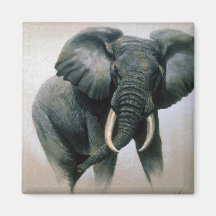 Afrikanischer Elefant Magnete
