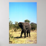 Afrikanischer Elefant Plakat