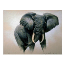 Afrikanischer Elefant Postkarten