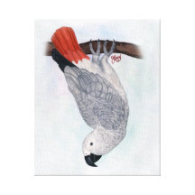 Afrikanisches Grau-Papagei "Toby" der Kongo Galerie Faltleinwand