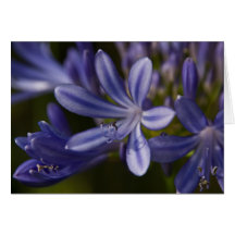 Agapanthus Karten