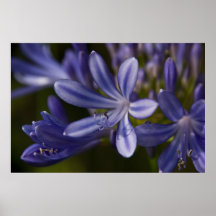 Agapanthus Posterdrucke