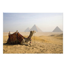 Ägypten, Kairo. Ein einziges Kamel starrt über an Fotografien
