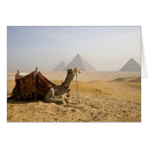 Ägypten, Kairo. Ein einziges Kamel starrt über an Grußkarte