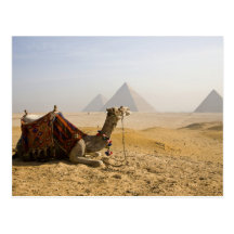 Ägypten, Kairo. Ein einziges Kamel starrt über an Postkarte