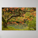 Ahornbaum im japanischen Garten-Posten Portlands O Plakatdrucke