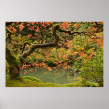 Ahornbaum im japanischen Garten-Posten Portlands O Plakatdrucke