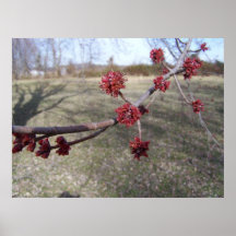 Ahornbaum-Knospen Posterdrucke