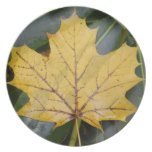 Ahornblatt-gelbe Fotografie-Platte Flache Teller
