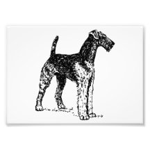 Airedale Terrier Photographischer Druck