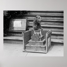 Airedales Terrier, 1922 Präsidenten-Hardings Poster