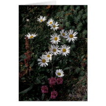 Alaska/Hall-Insel Wildflowers, arktisches Gänseblü Grußkarten