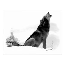 Alaskische Timberwolf-Postkarte