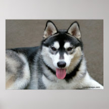 Alaskischer Malamute-Hunde Plakat