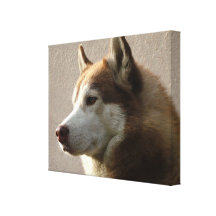 Alaskischer Malamute-Hundephotographie Leinwand Drucke