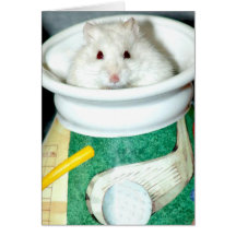 Albino-weißer Hamster-Gruß/Mitteilungskarten