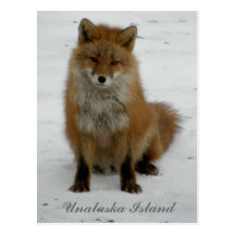 Aleutischer Fox im Winter, Unalaska Insel Postkarten