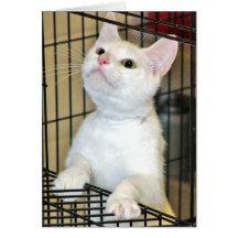All-Weißer Shorthair Katzen-Gruß/Mitteilungskarten