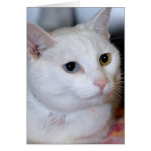 All-Weißer Shorthair Katzen-Gruß/Mitteilungskarten