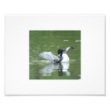Allgemeine Loon-Flattern-Flügel Photo