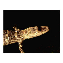 Alligator #1 postkarten