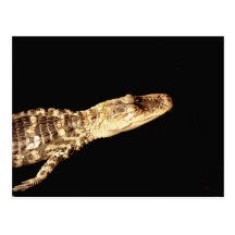 Alligator #2 postkarten