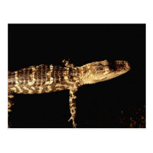 Alligator #3 postkarten