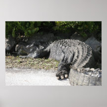 Alligator, Haifisch-Tal, Südflorida Posterdruck