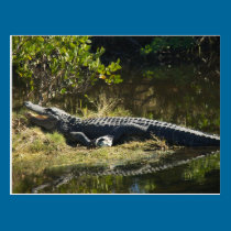 Alligator in the Sun postkarten