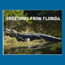 Alligator in the Sun (with text) postkarten