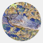 AlligatorAligators Sümpfe Sticker