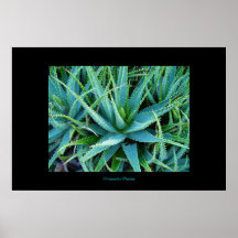 Aloe Vera Plakat