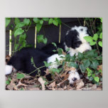 Alte englische Schäferhund-Welpen verstecken sich  Plakate