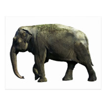 Alte indischer Elefant-Tier-Tier-Fotografie Postkarten