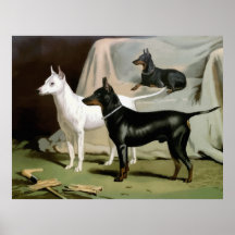 Alter englischer Terrier, hochwertiges Hundezeichn Plakatdruck