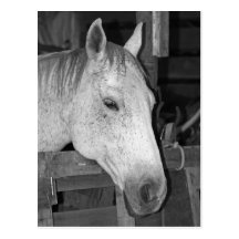 Altes graues Pferd Postkarten
