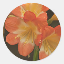 Amaryllis 2 runder aufkleber