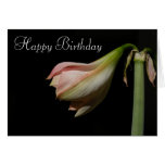 Amaryllis 53 B'Day ~ Karte