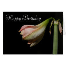Amaryllis 53 B'Day ~ Karte