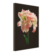 Amaryllis-Aphrodite Leinwanddruck