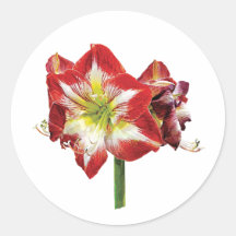 Amaryllis Minerva Runde Aufkleber
