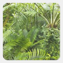 Amazonas-Regenwald, Amazonas-Gebiet, Brasilien 2 Sticker