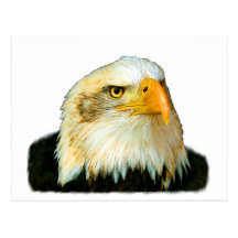 American Bald Eagle Postcard