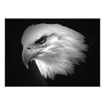 Amerikaner-Eagle-Einladung BWs kahle