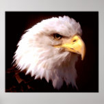 Amerikaner-Eagle-Weißkopfseeadler-Plakat-Druck